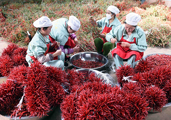 云南宣威：辣椒产业助山区农民增收